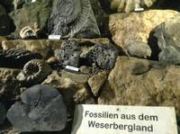 Fossilien in der Höhle
