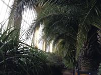 Bad Pyrmont, Führung im Palmenhaus