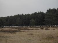  Heidschnucken auf der Weide