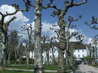 Die alten Platanen vor der 