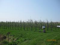 Zu Besuch auf dem Obsthoy Bey - Auf der Apfelplantage