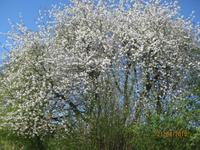 Das Freilichtmuseum Am Kiekeberg 