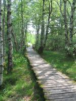 Schwarzes Moor - Moorpfad