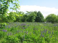 Gebaberg -  Rhönkulturgarten