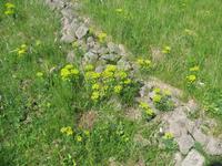 Gebaberg -  Rhönkulturgarten