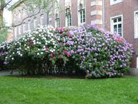 Überall blühender Rhododendron in Jever 