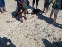 Überall kleine Lebewesen