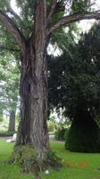 Gingko, 200 Jahre alt in Bad Dürkheim