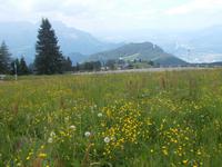 DSCN1247  Bergwiesen