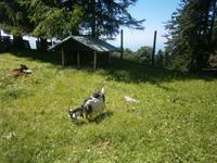 Ziegen im Alpentierpark