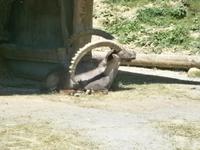 Ein anderes Exemplar