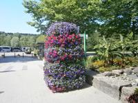 Blumeninsel Mainau, auf dem Weg vom Busparkplatz zum Eingang