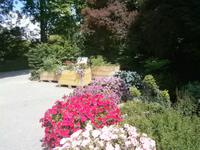 Blumen und Pflanzen in allen Arten