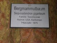 Ein weiterer gewaltiger Baum