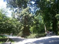 Schattenspender im Park