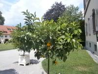 Bäumchen aus der Orangerie