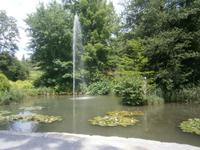 Wasserrosen am Teich