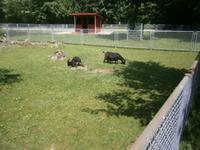 Im Kleintier-Zoo für Kinder