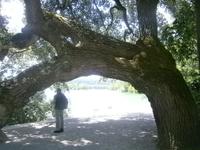 Blick durch diesen alten Baum auf das Ufer der Insel