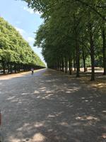 Herrenhäuser Gärten - die Lindenallee nach Hannover