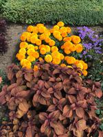 Herrenhäuser Gärten - im Blumengarten