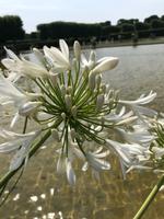 Herrenhäuser Gärten - Schmucklilien an den Schwanenteichen