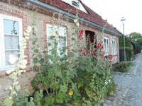  Malven wachsen häufig vor den Häusern.