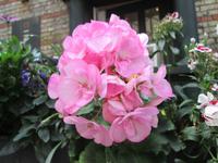 Blumenpracht in Flensburg