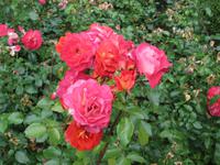 Friedrichstadt, die Rosenstadt