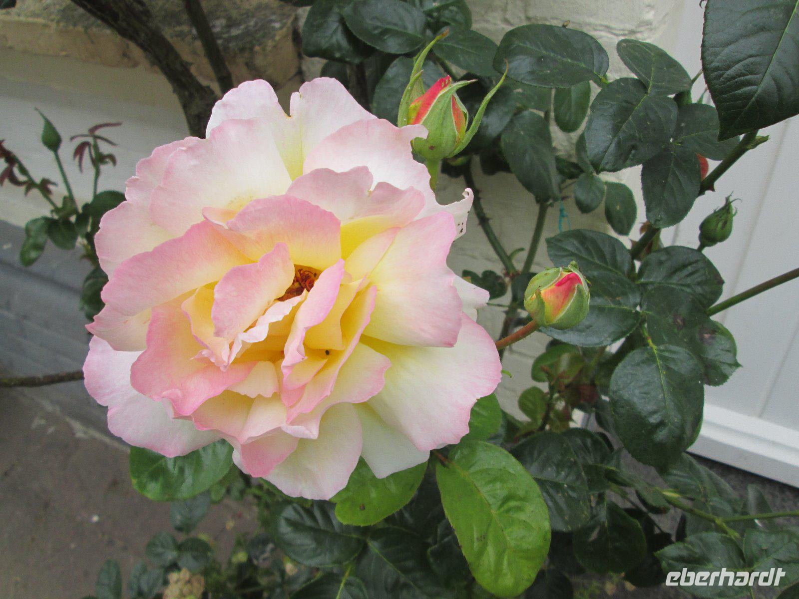 Rosen in Friedrichstadt