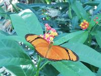 Mainau Schmetterlinshaus