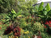 Blumenpracht auf Mainau