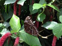 wunderschöne Falter