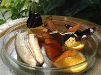 wunderschöne Falter