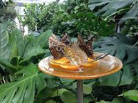 wunderschöne Falter