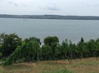 Blick über die Weinberge zum See
