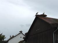 unzählige Störche am Affenberg