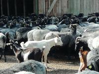 Heidschnuckenaustrieb in Höpen