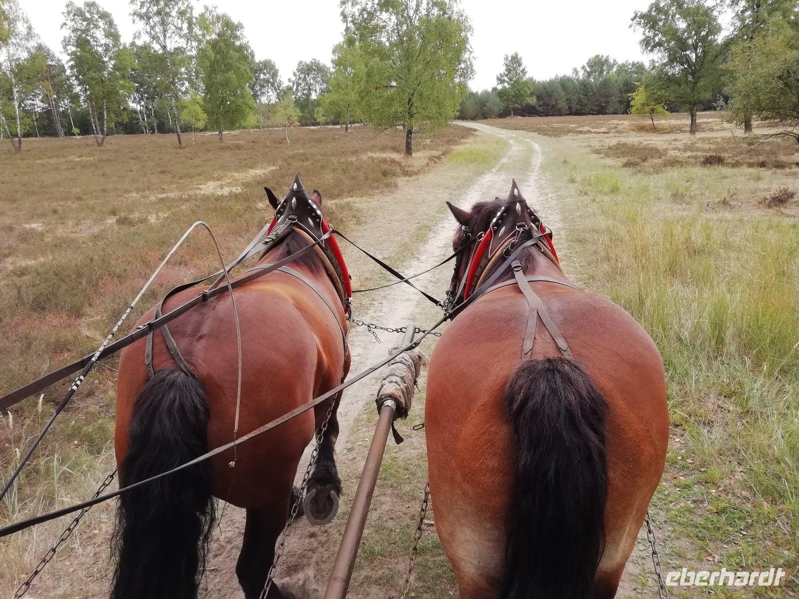 Kutschfahrt in der Heide