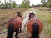 Kutschfahrt in der Heide