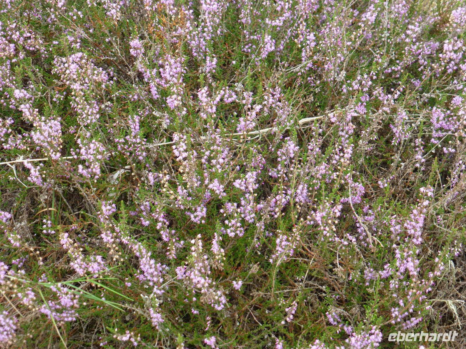 Windmühlenpark Gifhorn