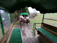 Pferdekutschfahrt beim Michlbauer.