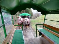 Pferde mit Verschnaufpause.