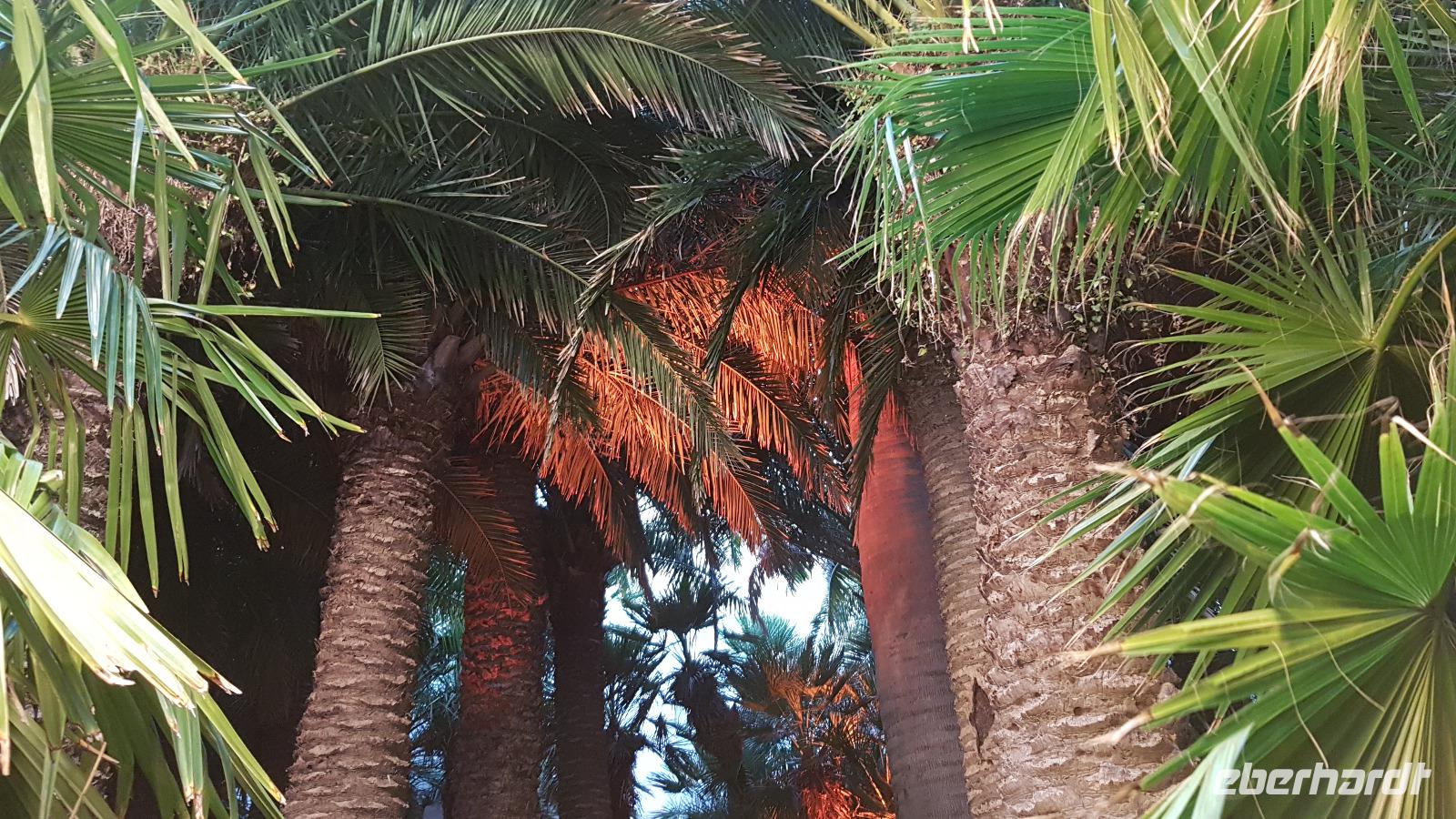 Palmenhaus Bad Pyrmont 20190101 154716