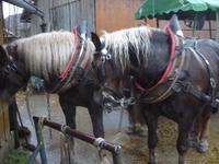 Milchbauer Röhrnbach