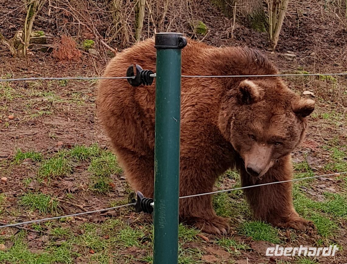 Eine der Bären Damen