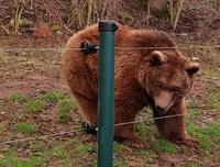 Eine der Bären Damen