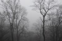 Schaumbergturm im Nebel 