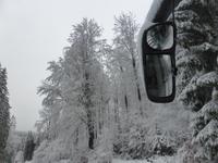 Blick in den frisch verschneiten Wald.