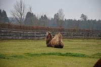 Eines der ersten Tiere